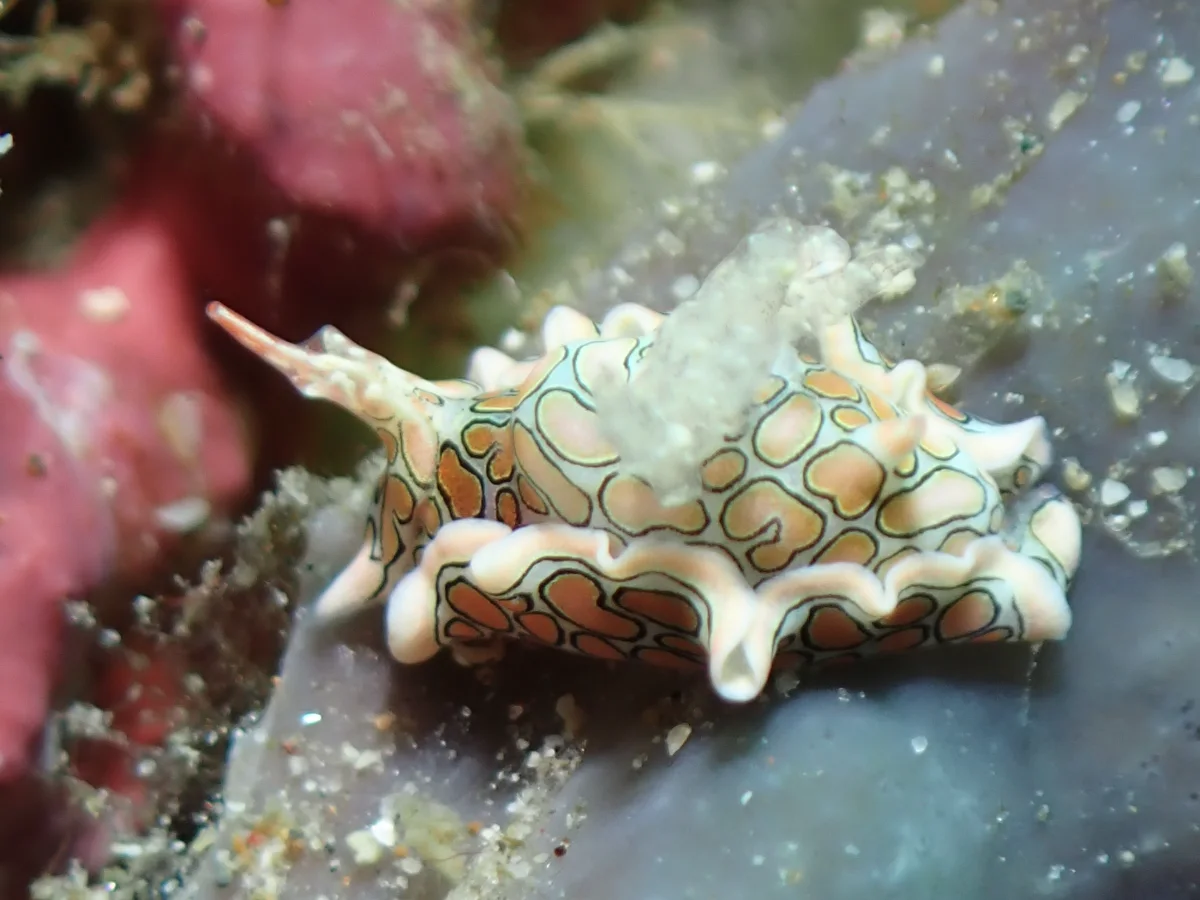 Sagaminopteron psychedelicum - Philippines - Anilao
