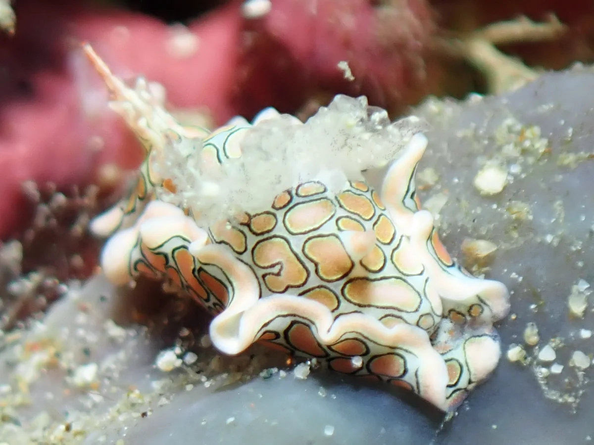 Sagaminopteron psychedelicum - Philippines - Anilao