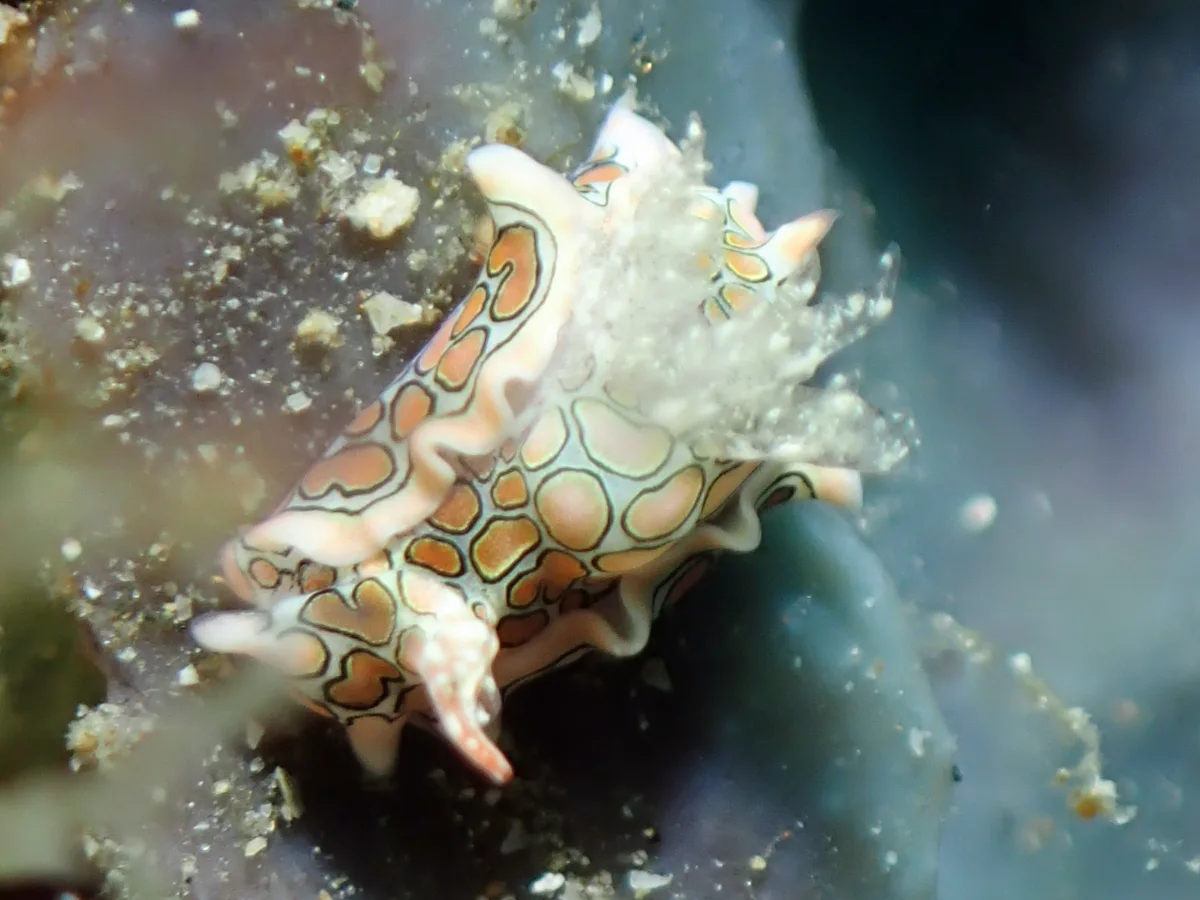 Sagaminopteron psychedelicum - Philippines - Anilao