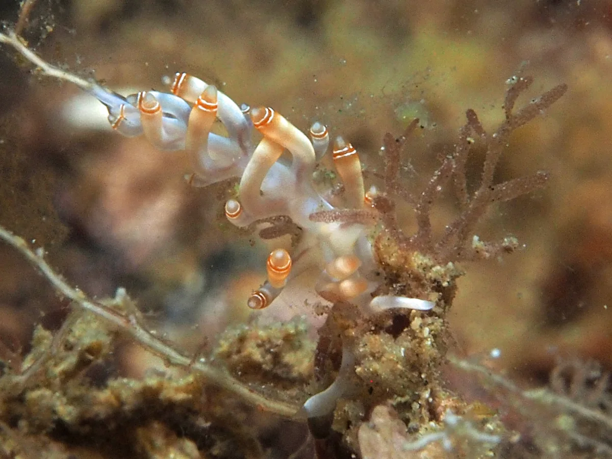 Samla bilas - Indonesia - Lembeh