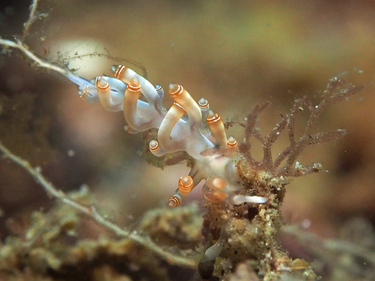 Samla bilas - Indonesia - Lembeh