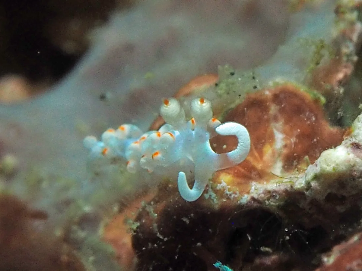 Samla biocolor - Indonesia - Lembeh