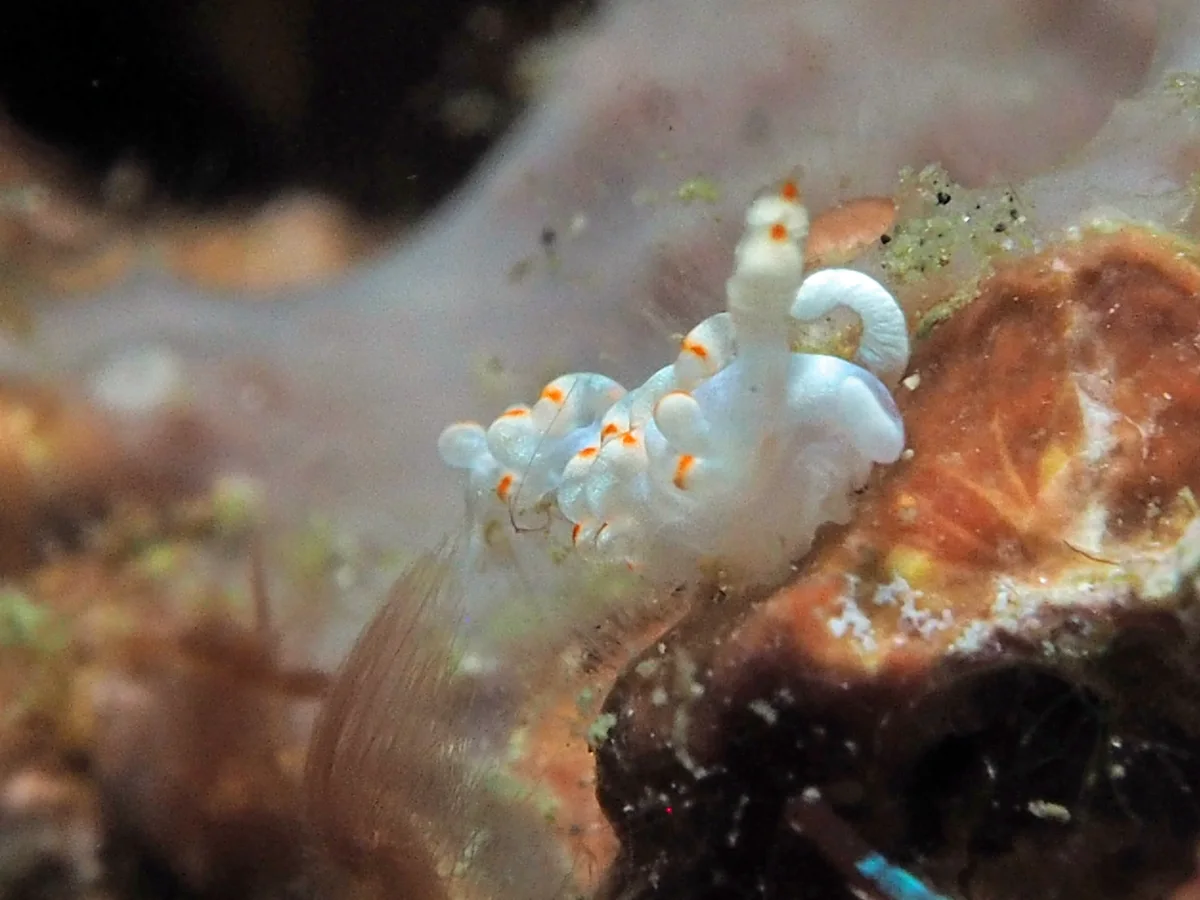 Samla bicolor - Indonesia - Lembeh
