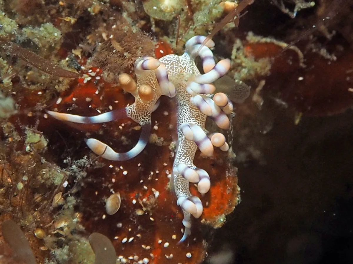 Samla riwo - Indonesia - Lembeh