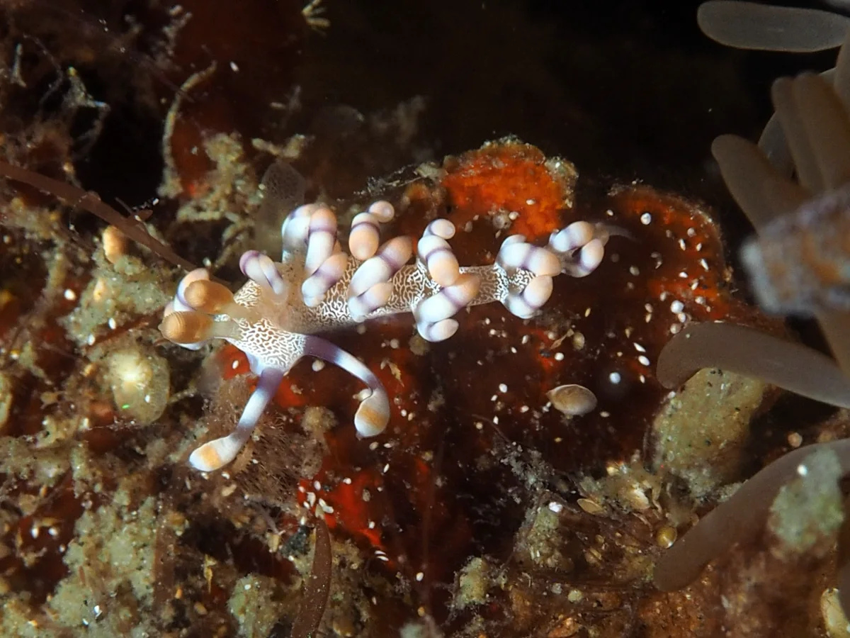 Samla riwo - Indonesia - Lembeh