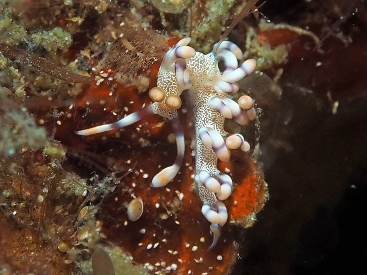 Samla riwo - Indonesia - Lembeh
