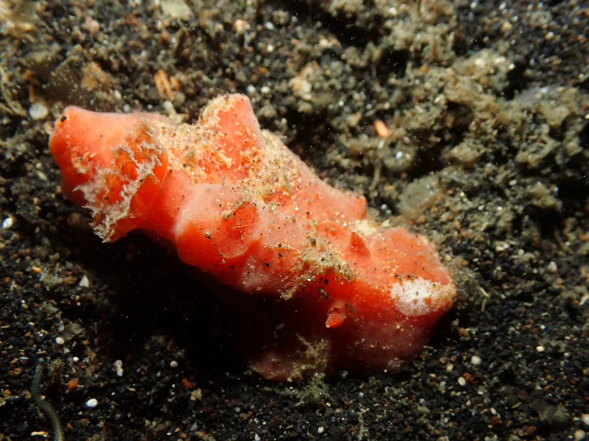 Sclerodoris tuberculata - Indonesia - Lembeh