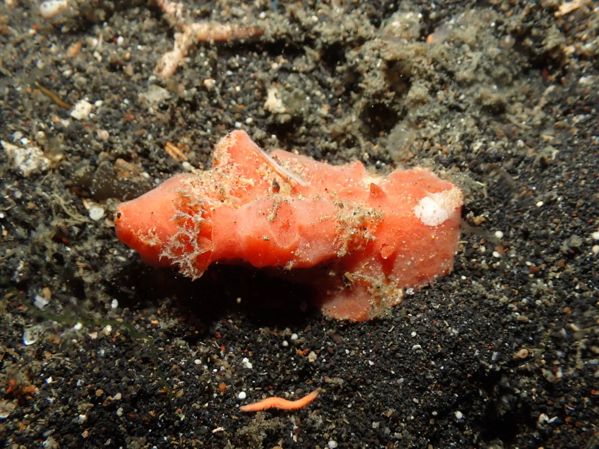 Sclerodoris tuberculata - Indonesia - Lembeh