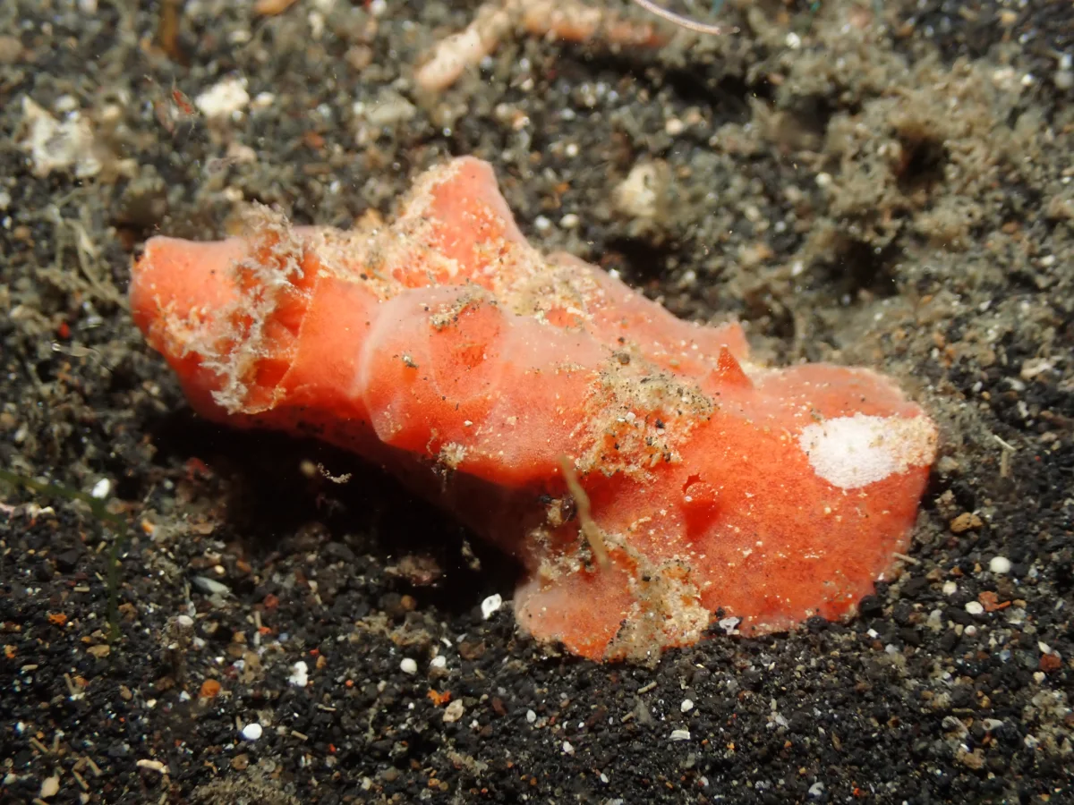 Sclerodoris tuberculata - Indonesia - Lembeh