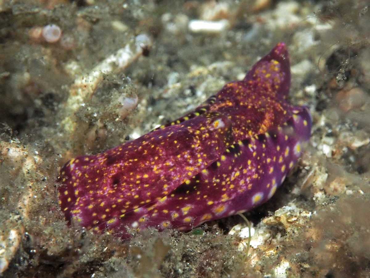Spinophallus falciphallus - Indonesia - Lembeh