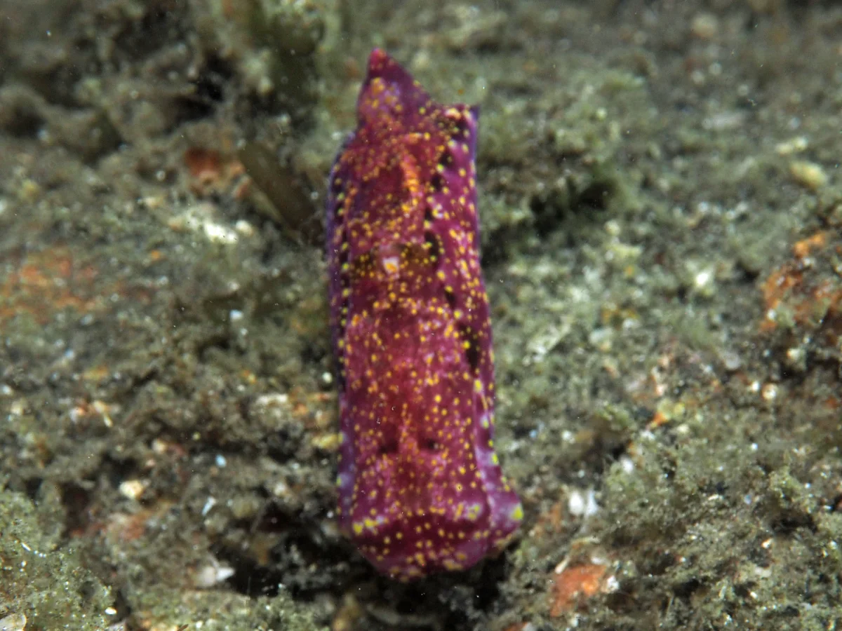 Spinophallus falciphallus - Indonesia - Lembeh