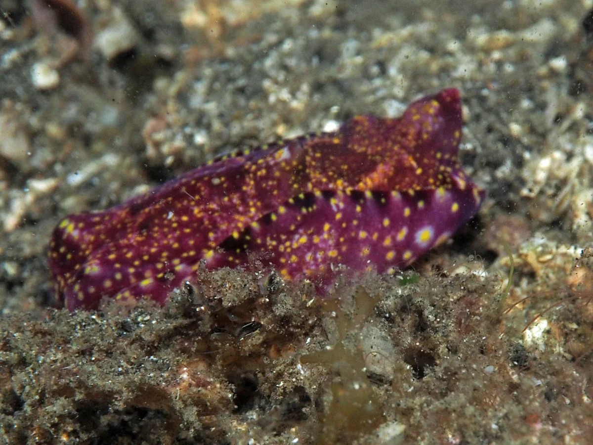 Spinophallus falciphallus - Indonesia - Lembeh