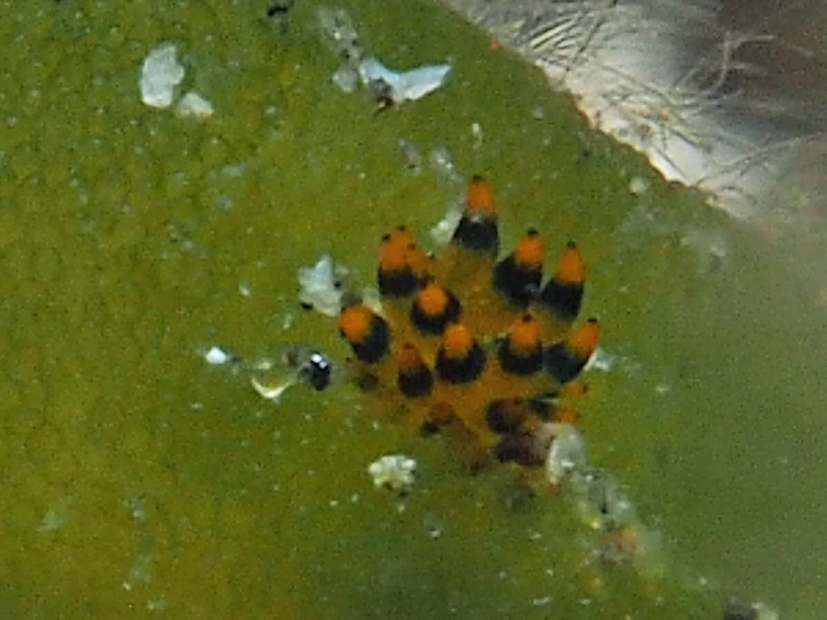 Stiliger sp - Indonesia - Lembeh