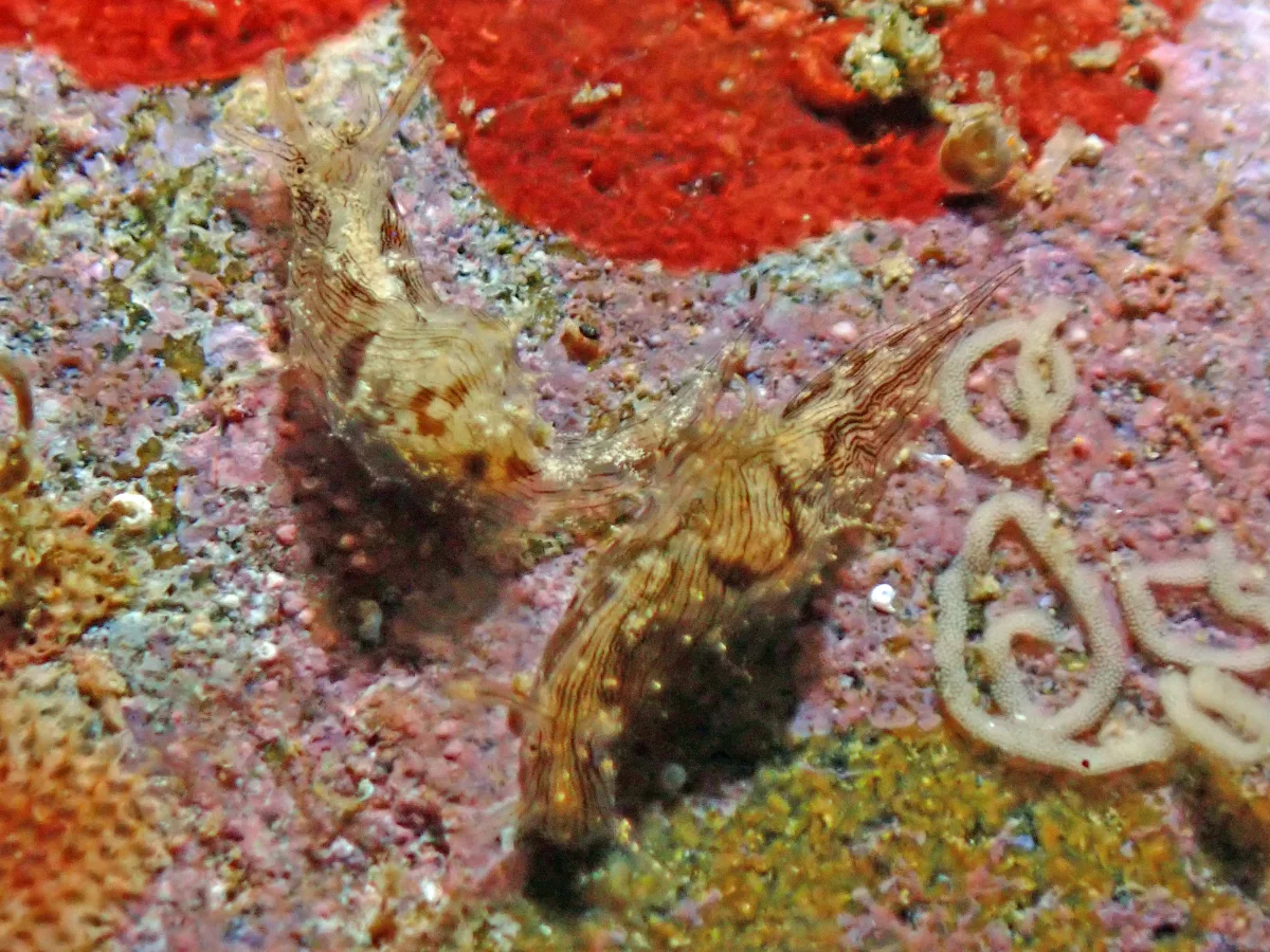 Stylocheilus striatus - Philippines - Ambon