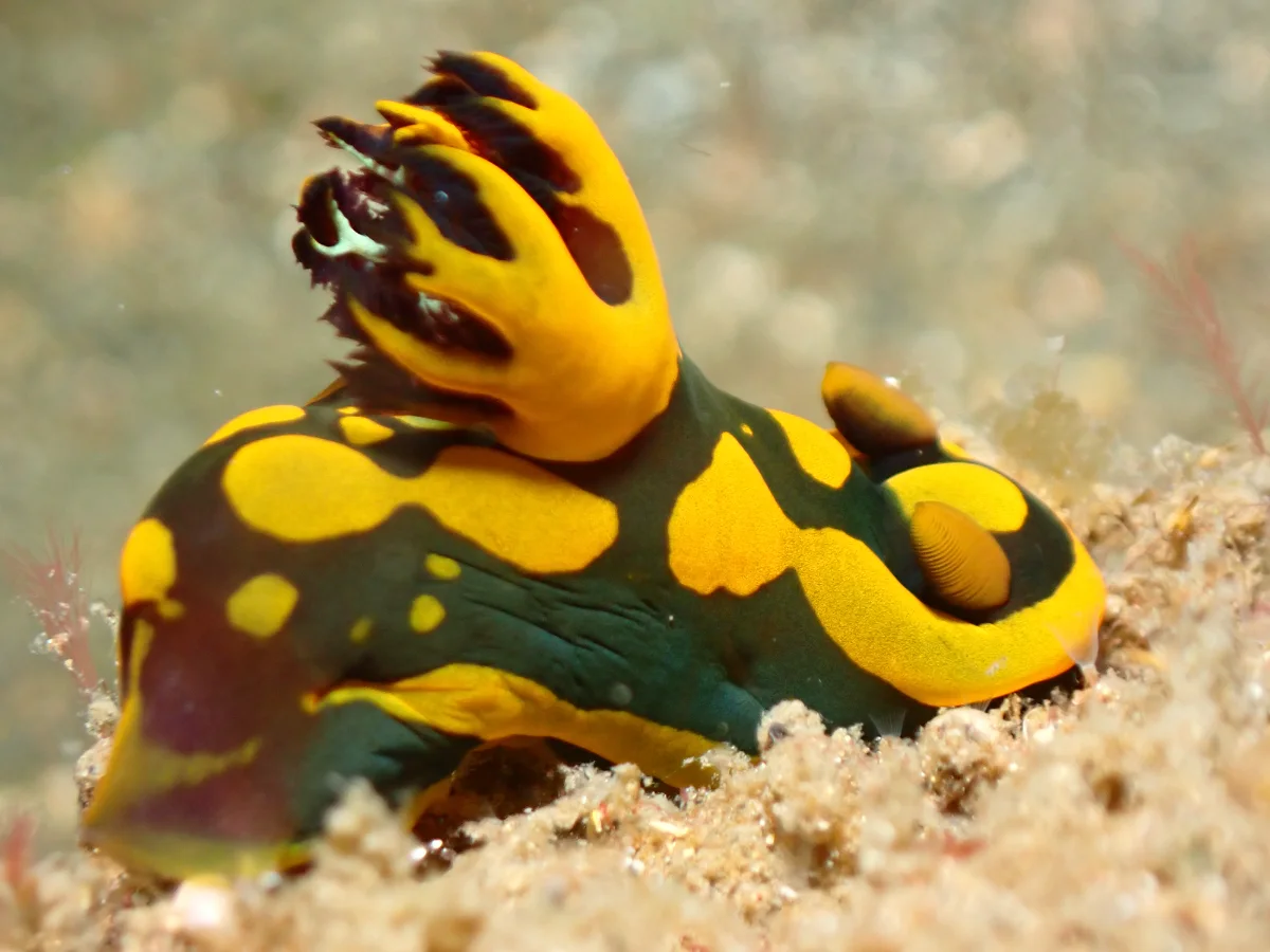 Tambja gabrielae - Indonesia - Lembeh