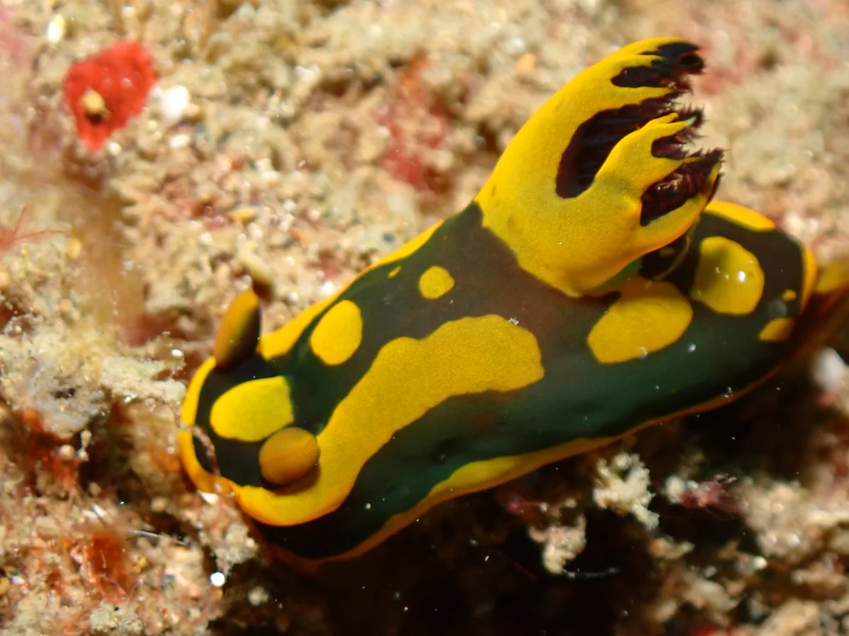 Tambja gabrielae - Indonesia - Lembeh