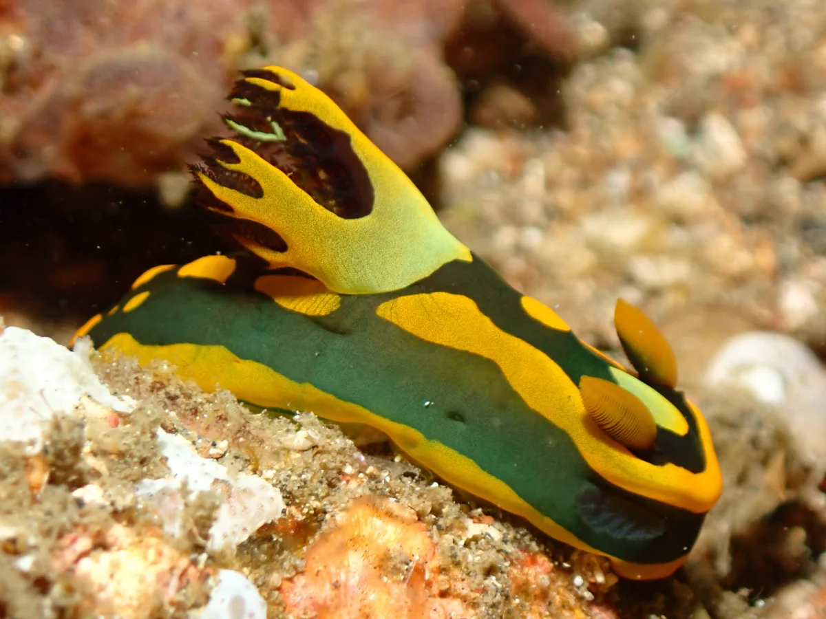 Tambja gabrielae - Indonesia - Lembeh