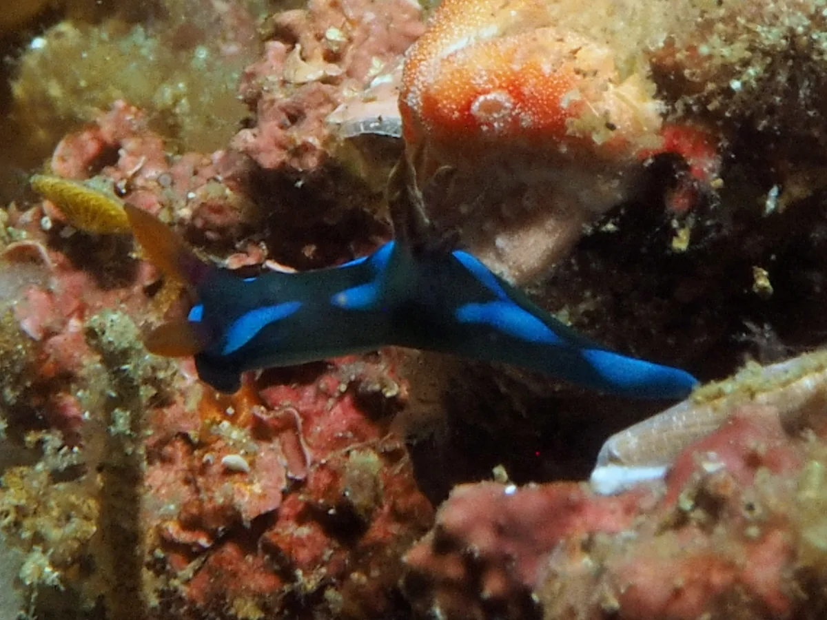 Tambja morosa - Indonesia - Lembeh