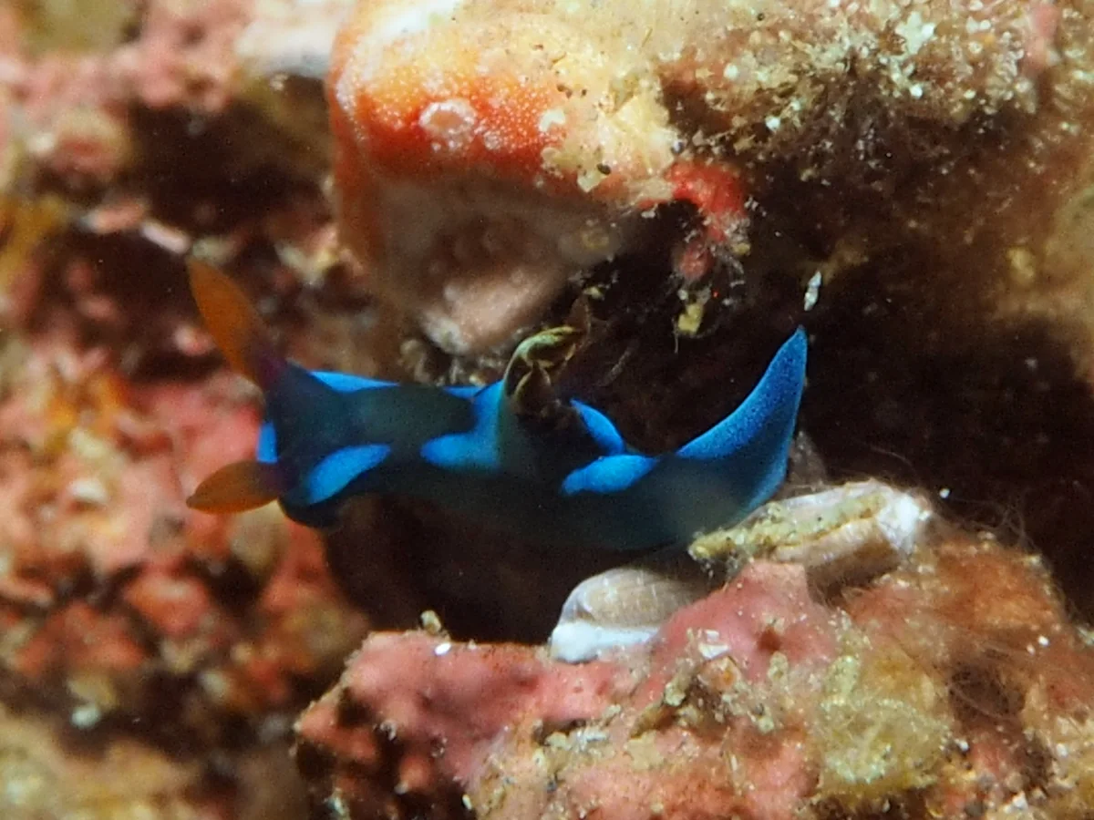 Tambja morosa - Indonesia - Lembeh