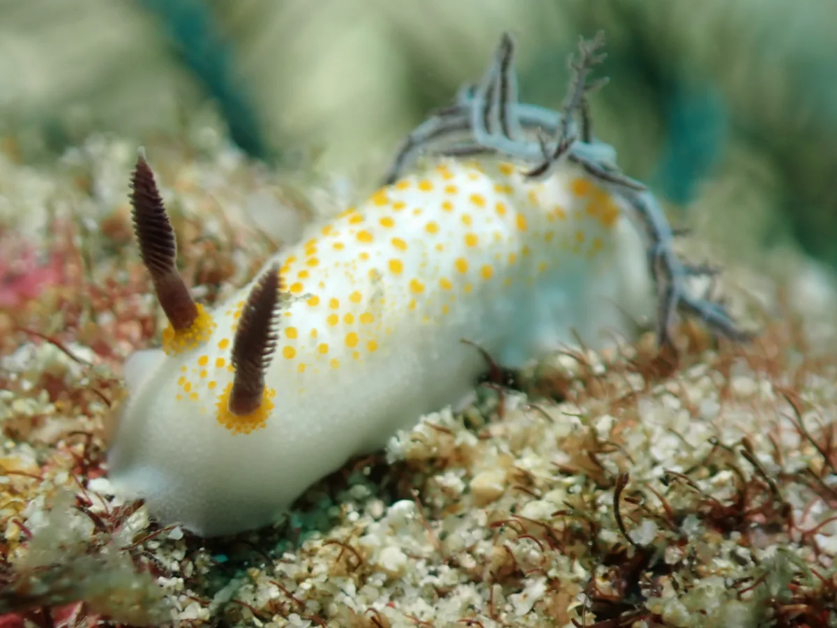 Taringa halgerda - Philippines - Anilao