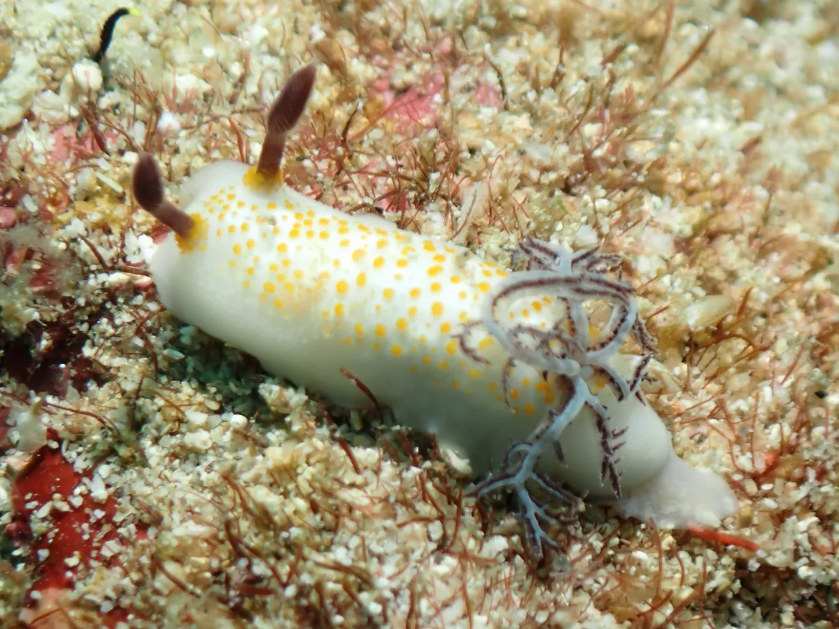 Taringa halgerda - Philippines - Anilao