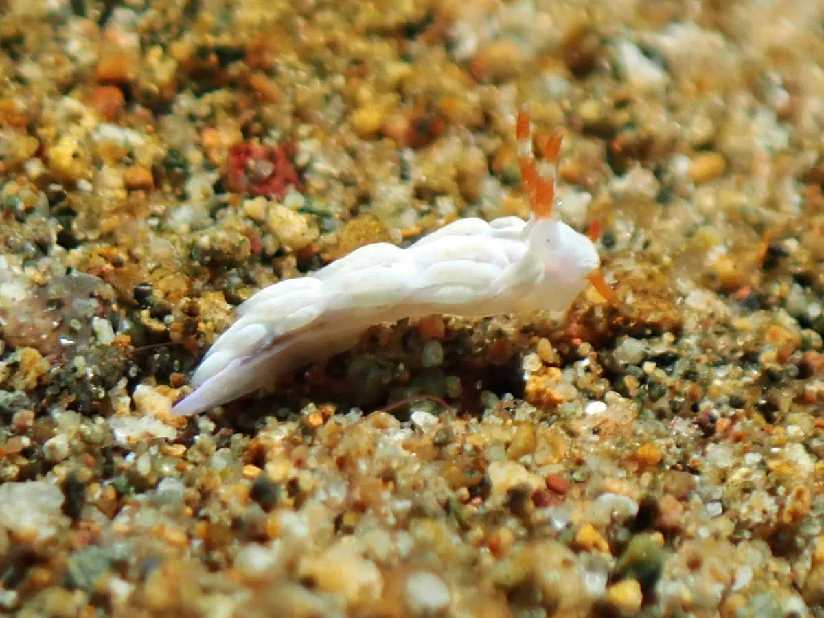 Tenellia nakapila - Philippines - Anilao