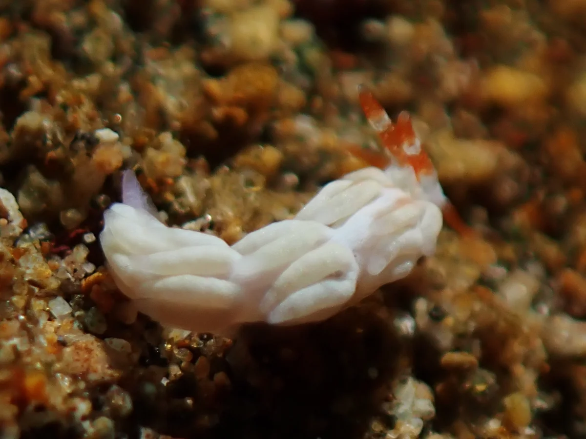 Tenellia nakapila - Philippines - Anilao