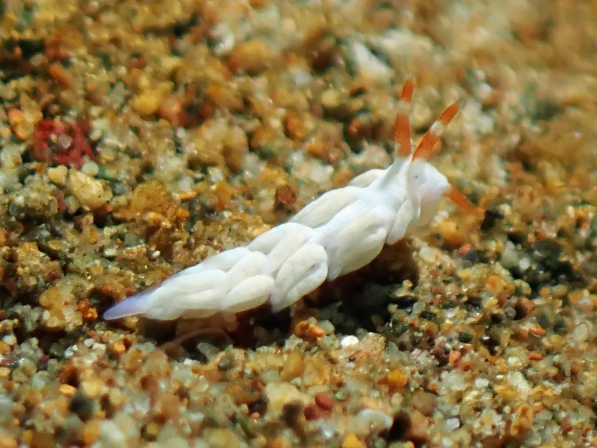 Tenellia nakapila - Philippines - Anilao