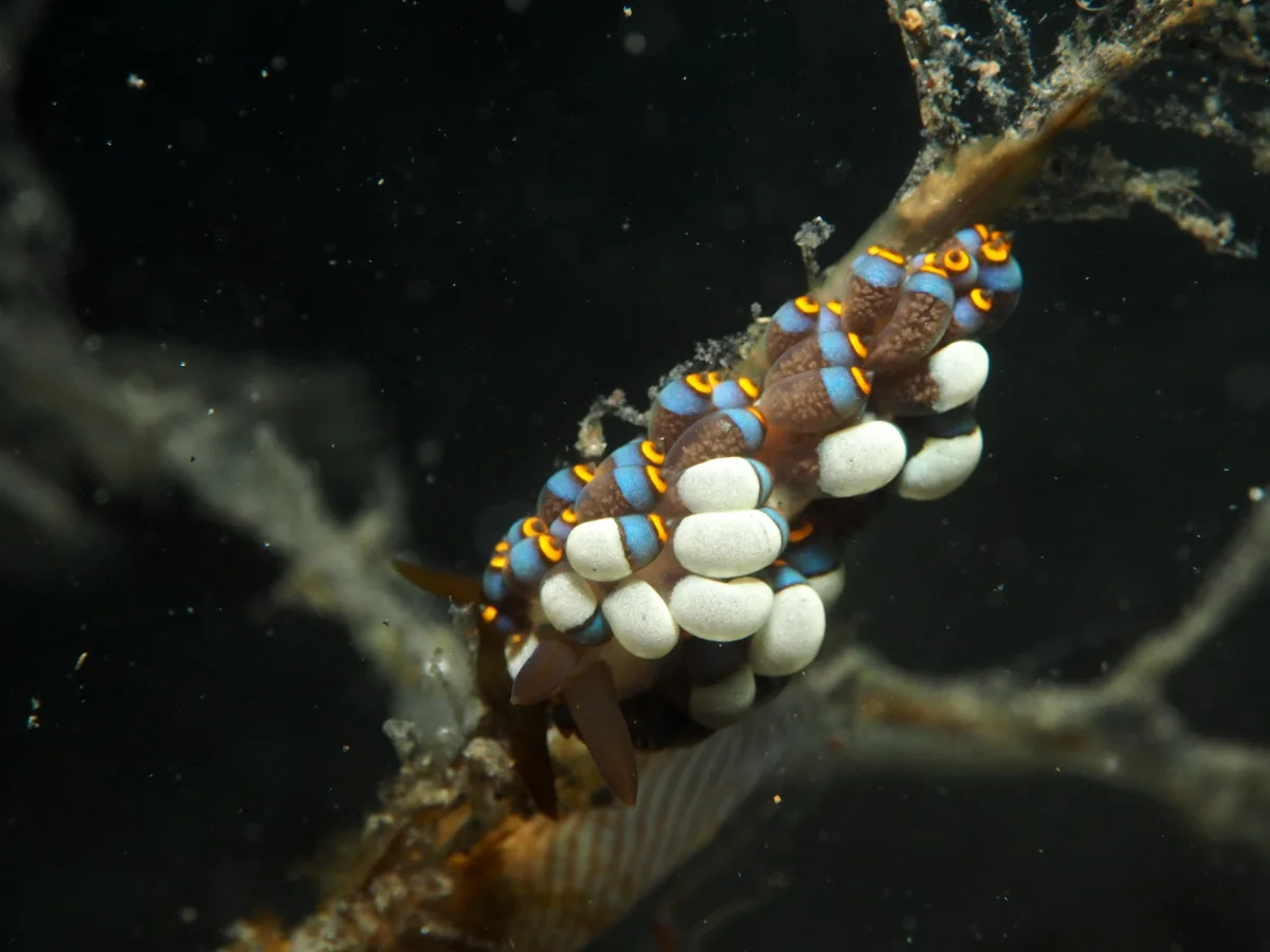 Tenellia puti - Indonesia - Lembeh