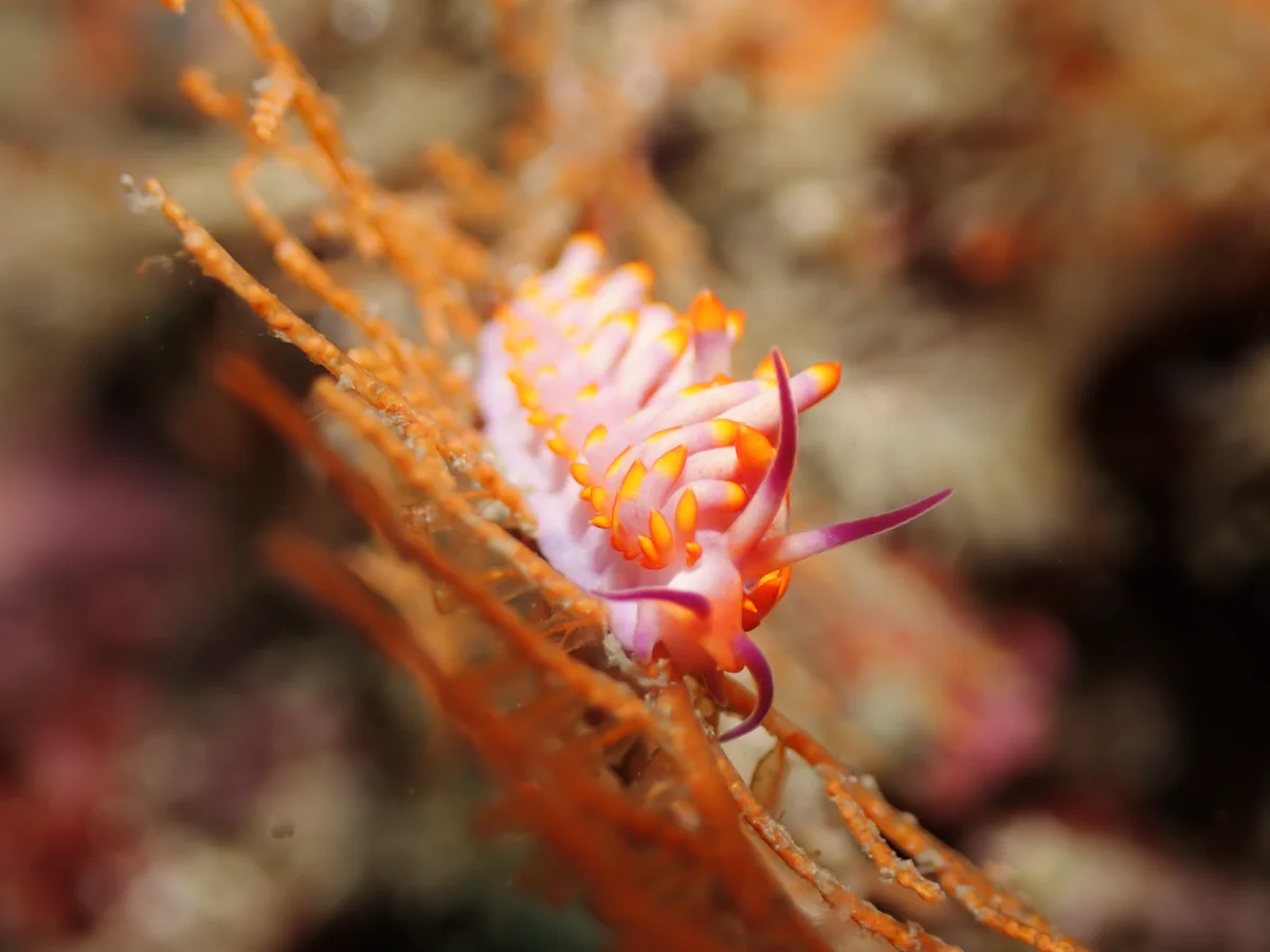 Tenellia sibogae - Philippines - Anilao