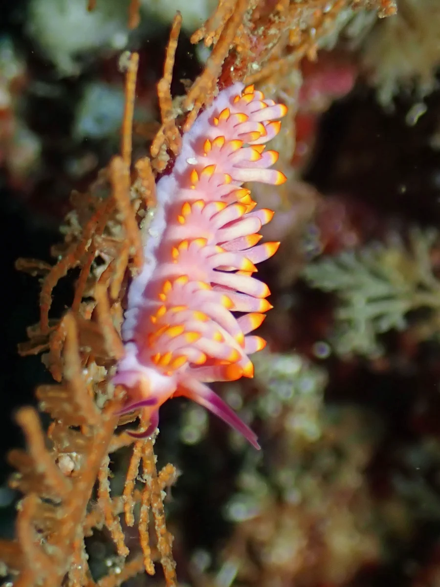Tenellia sibogae - Philippines - Anilao