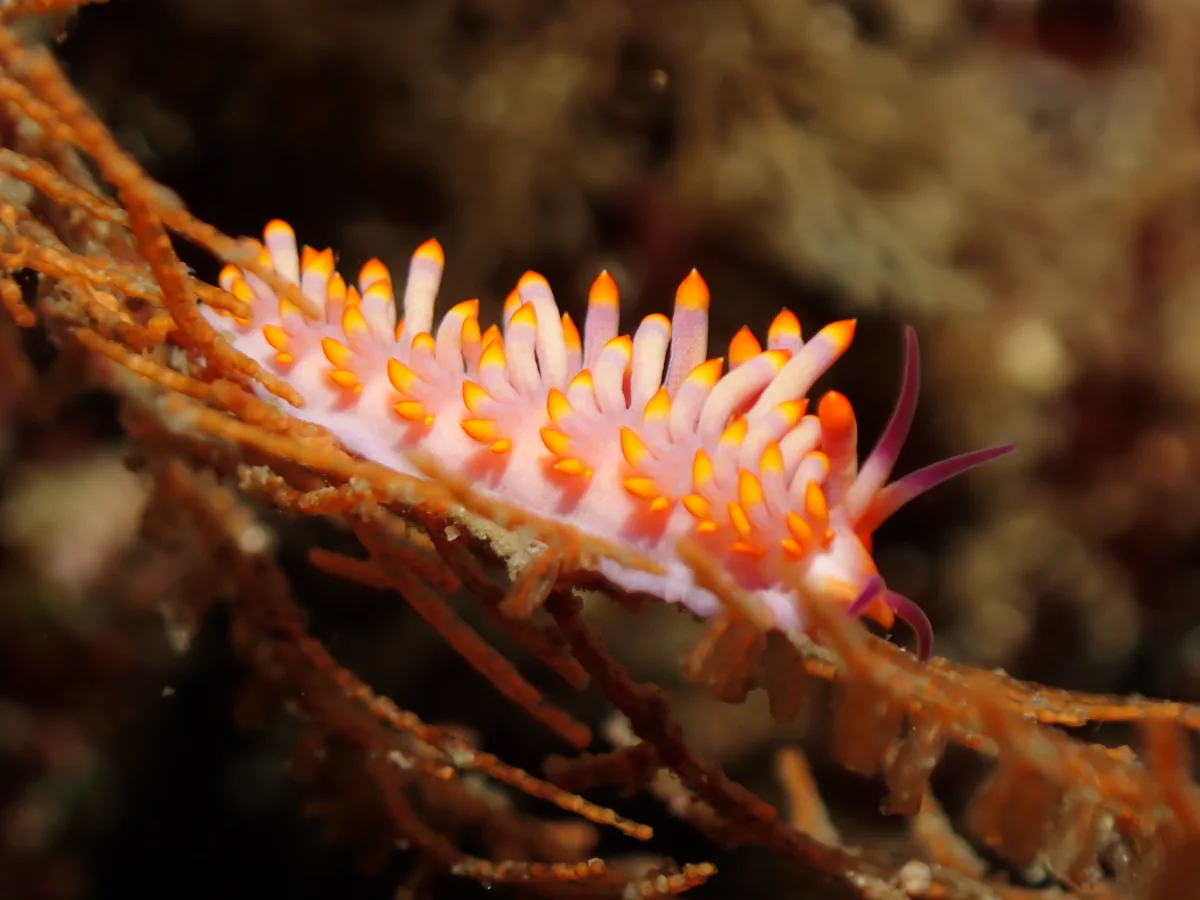 Tenellia sibogae - Philippines - Anilao