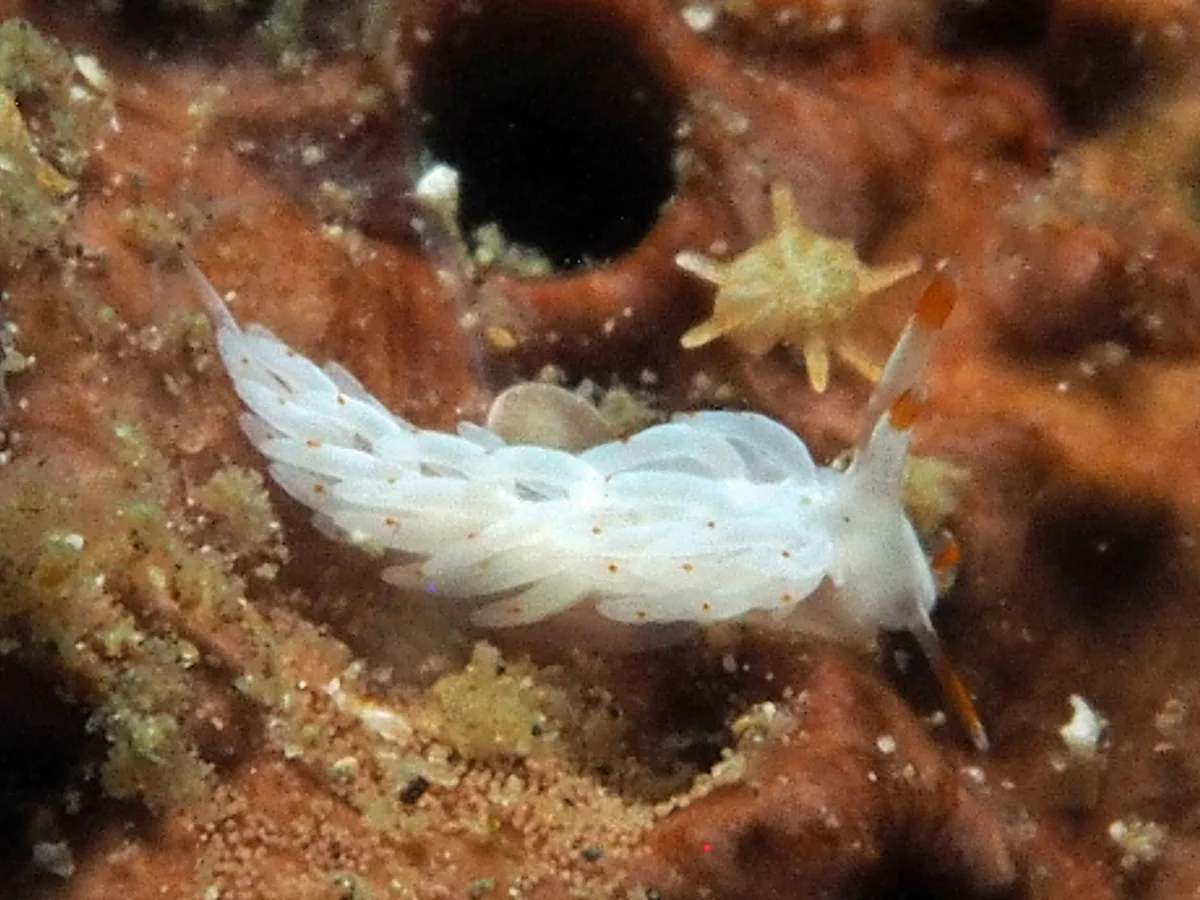 Tenellia sp - Indonesia - Lembeh