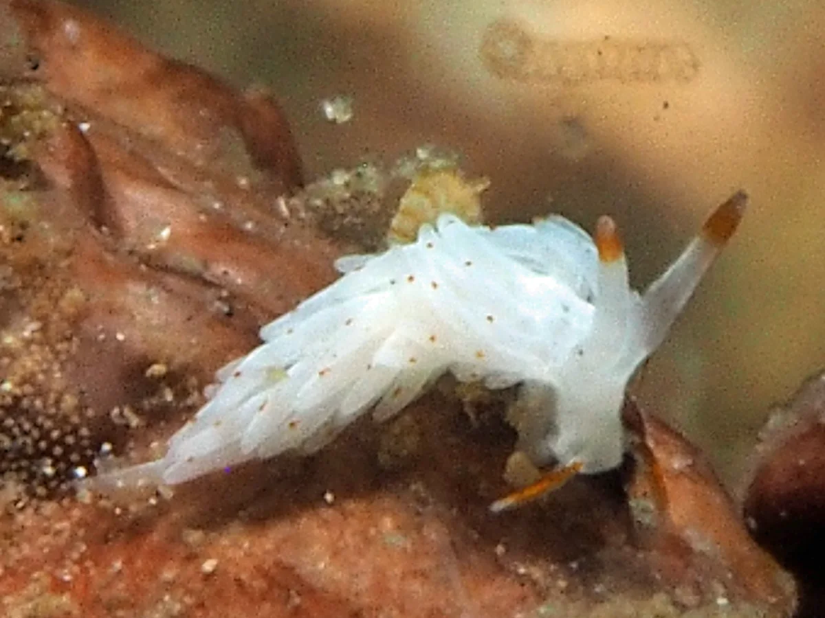 Tenellia sp - Indonesia - Lembeh