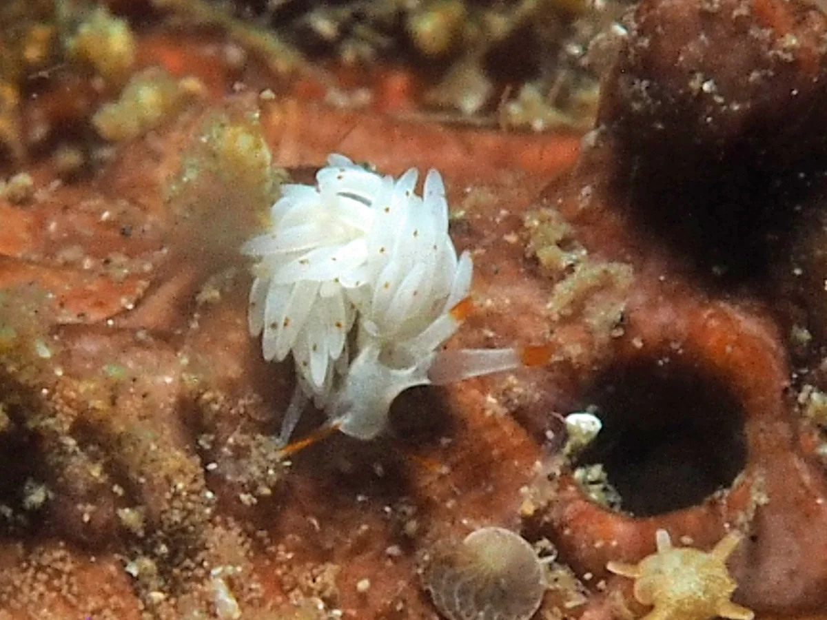 Tenellia sp - Indonesia - Lembeh