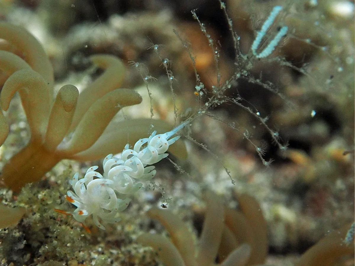 Tenellia sp - Indonesia - Lembeh