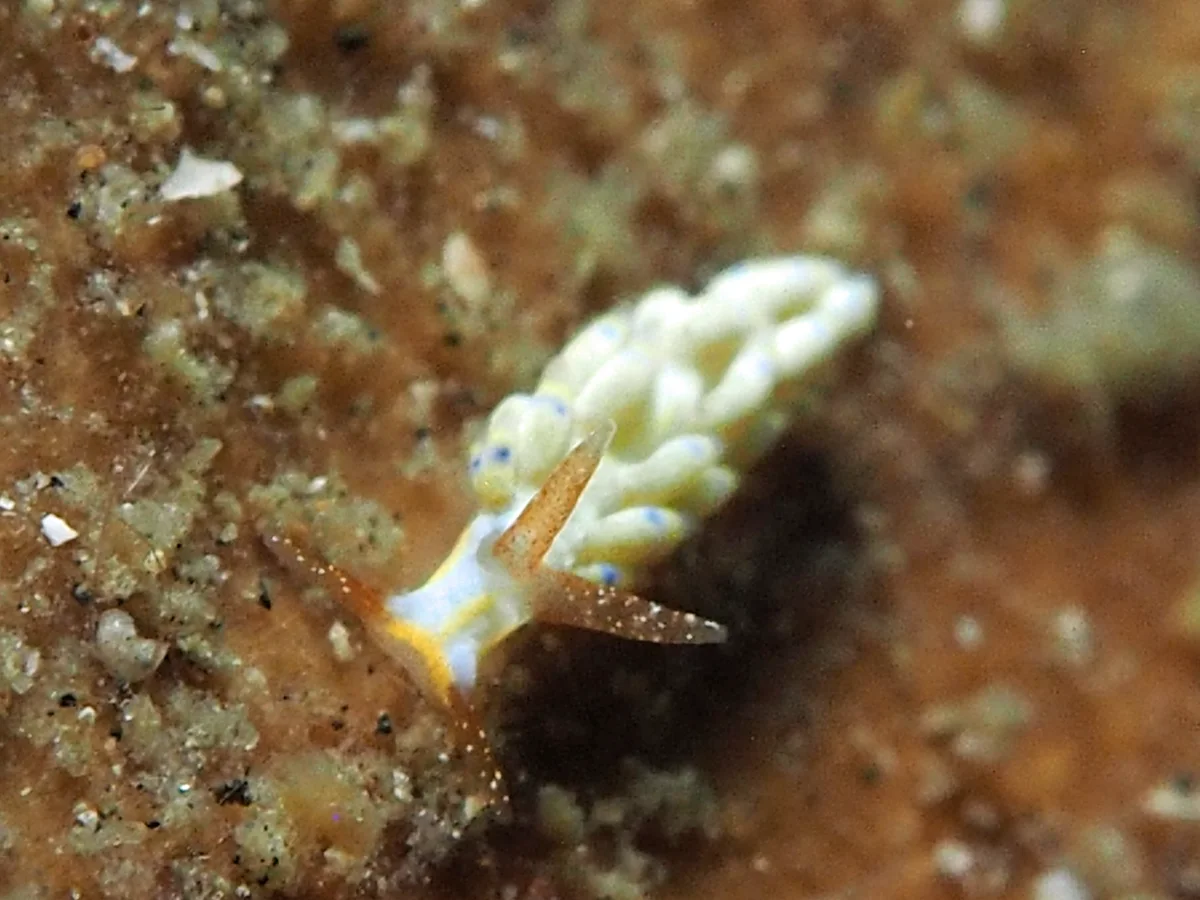 Tenellia sp - Indonesia - Lembeh
