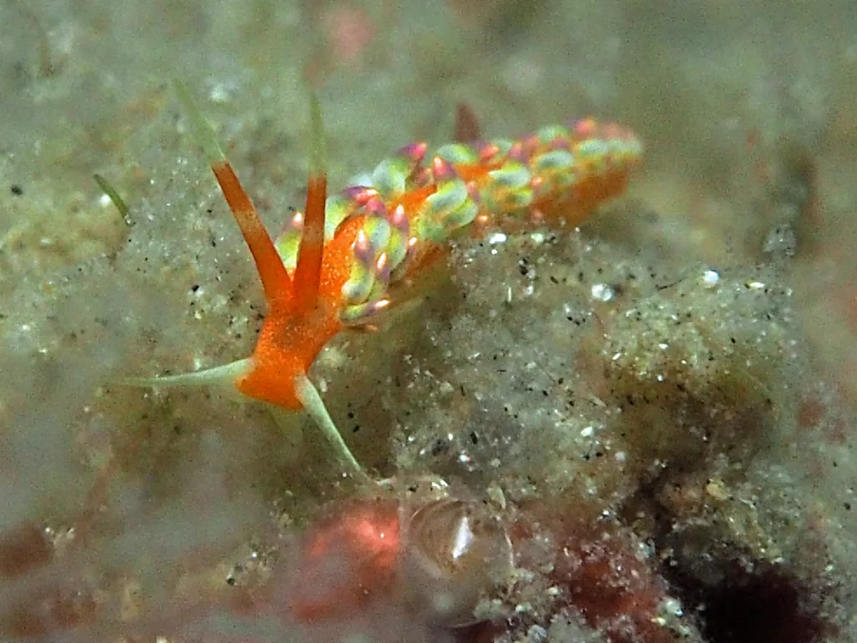 Tenellia sp - Indonesia - Lembeh