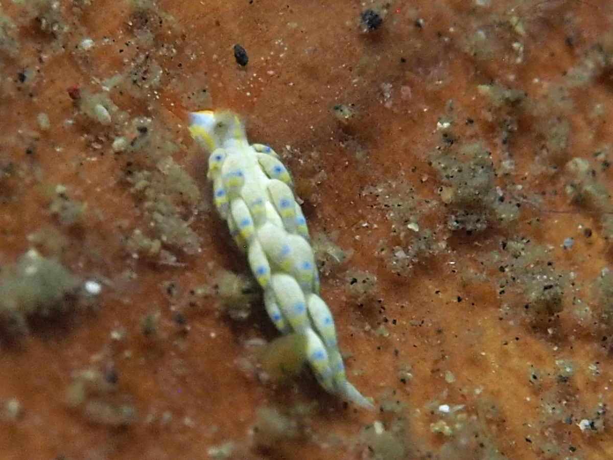 Tenellia sp - Indonesia - Lembeh