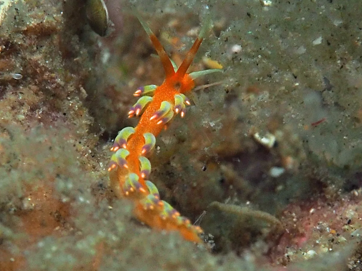 Tenellia sp - Indonesia - Lembeh