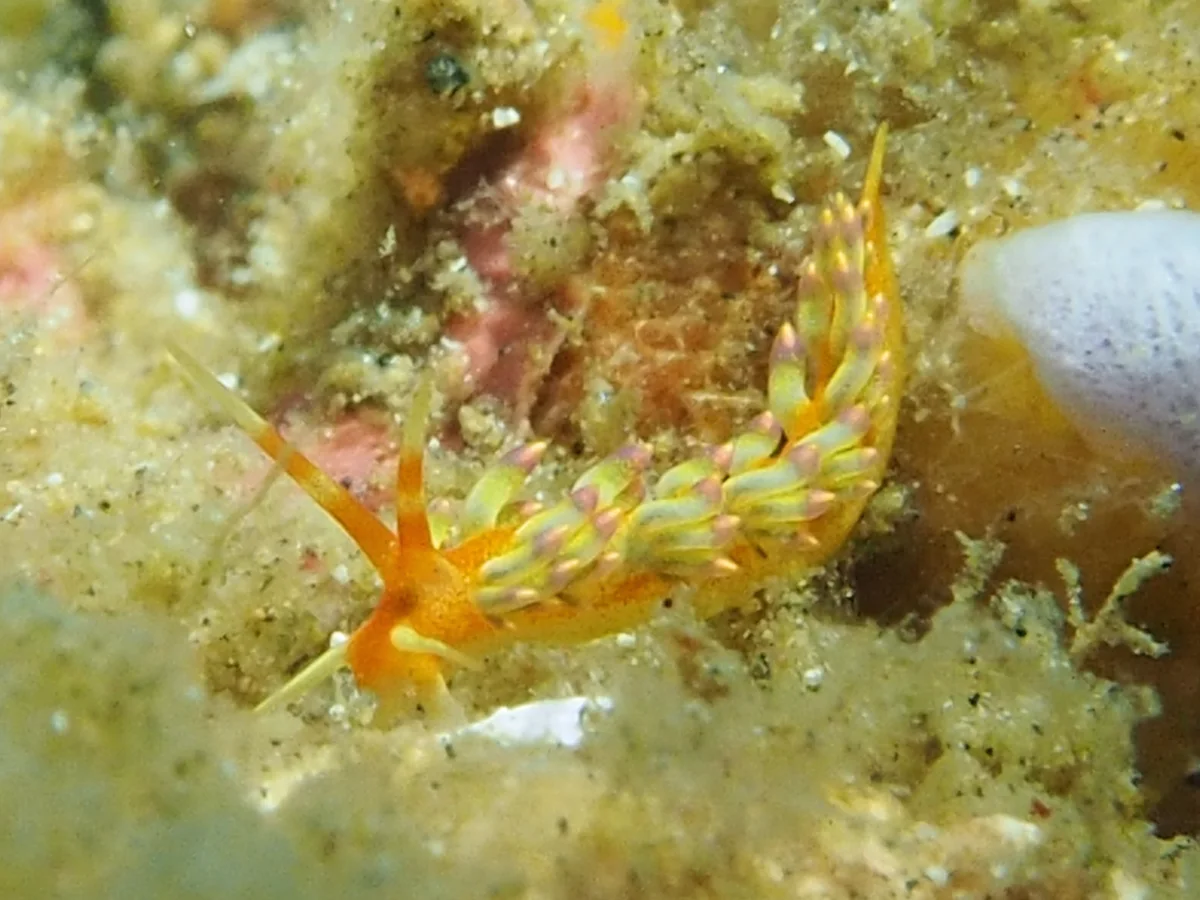 Tenellia sp - Indonesia - Lembeh