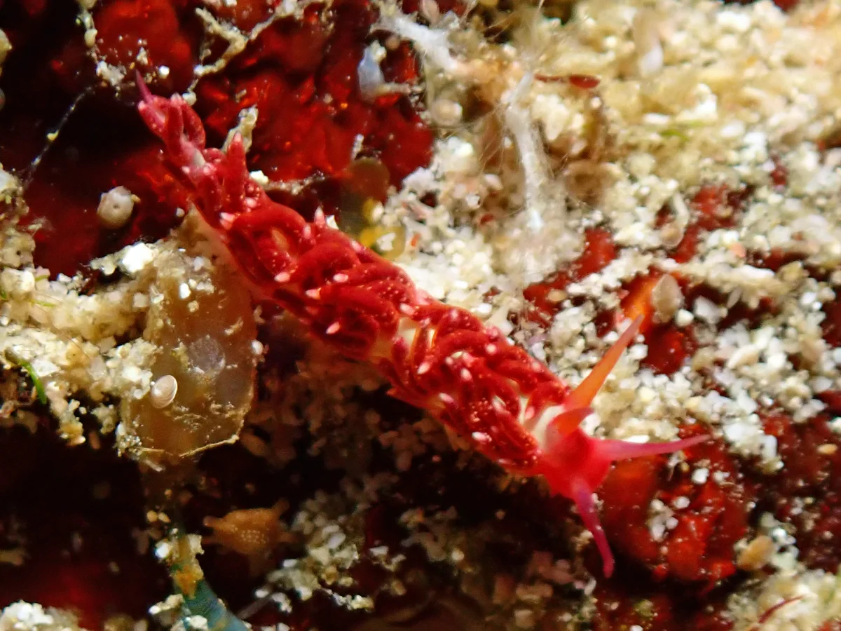 Tenellia sp - Indonesia - Raja Ampat