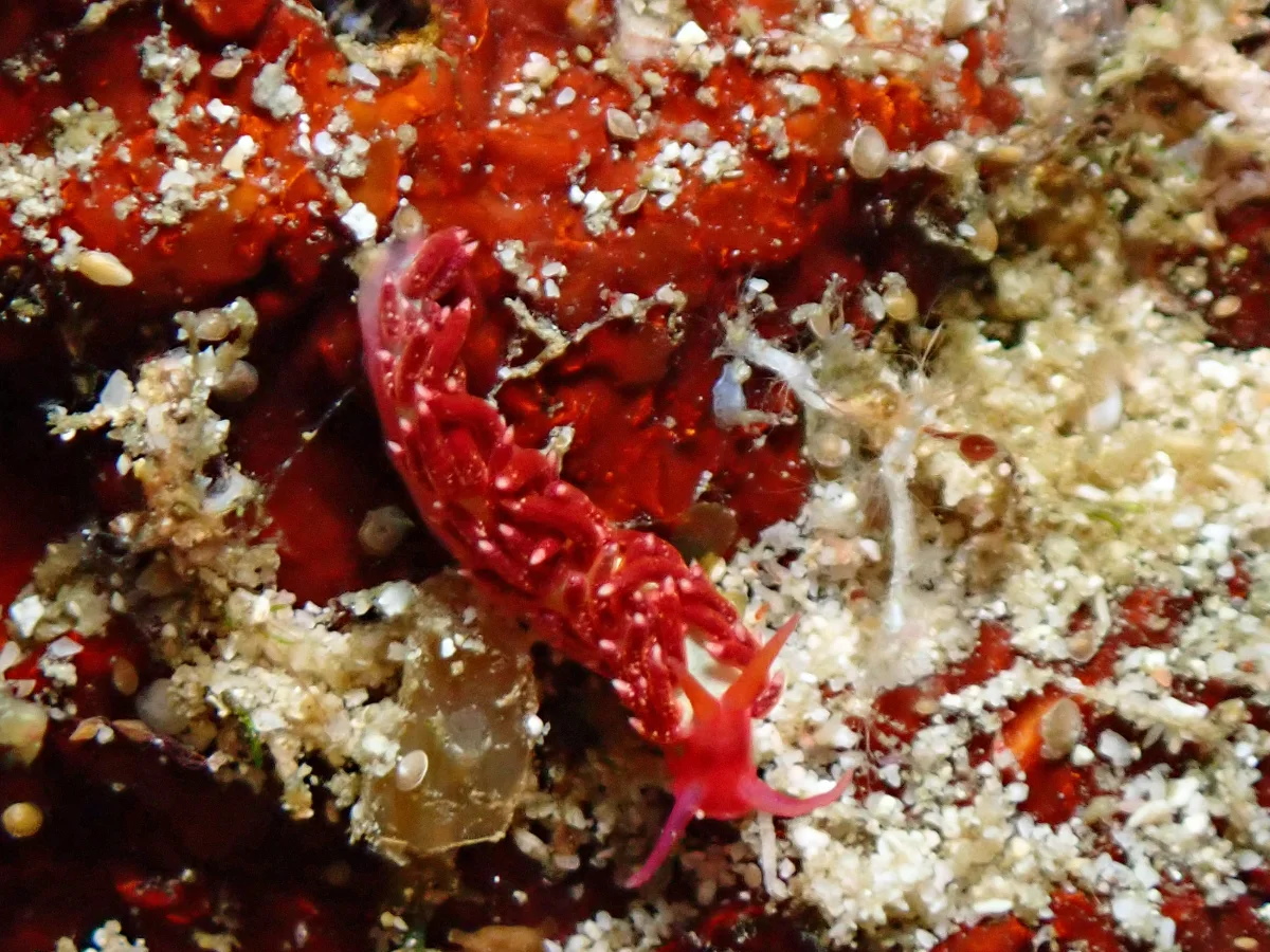 Tenellia sp - Indonesia - Raja Ampat