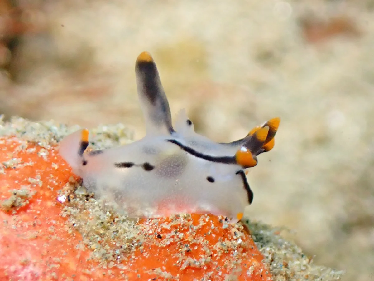 Thecacera picta - Indonesia - Ambon