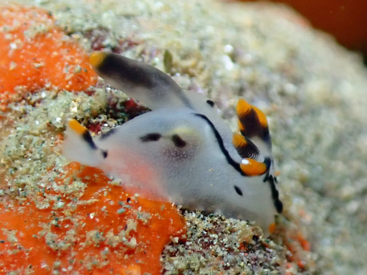 Thecacera picta - Indonesia - Ambon