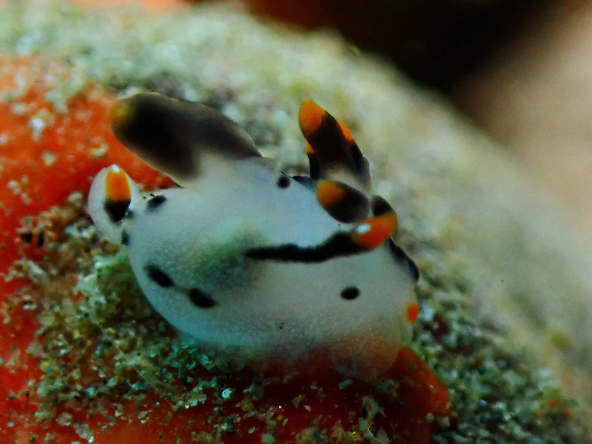 Thecacera picta - Indonesia - Ambon