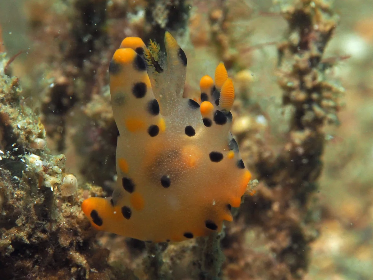 Thecacera sp - Indonesia - Lembeh