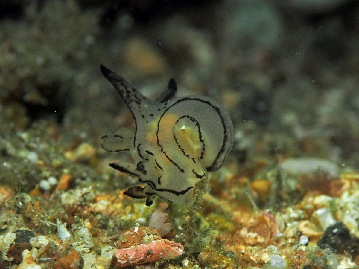 Thecacera sp - Indonesia - Lembeh