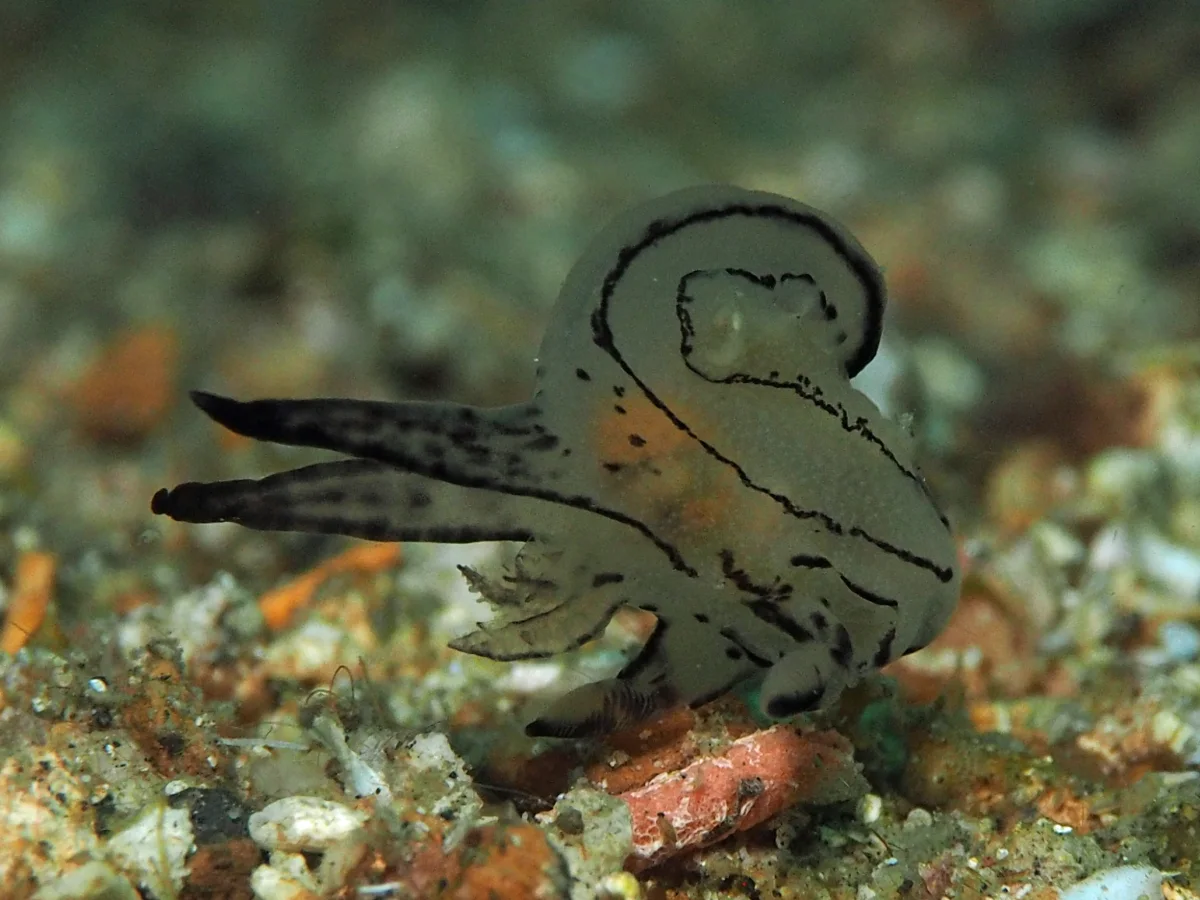 Thecacera sp - Indonesia - Lembeh