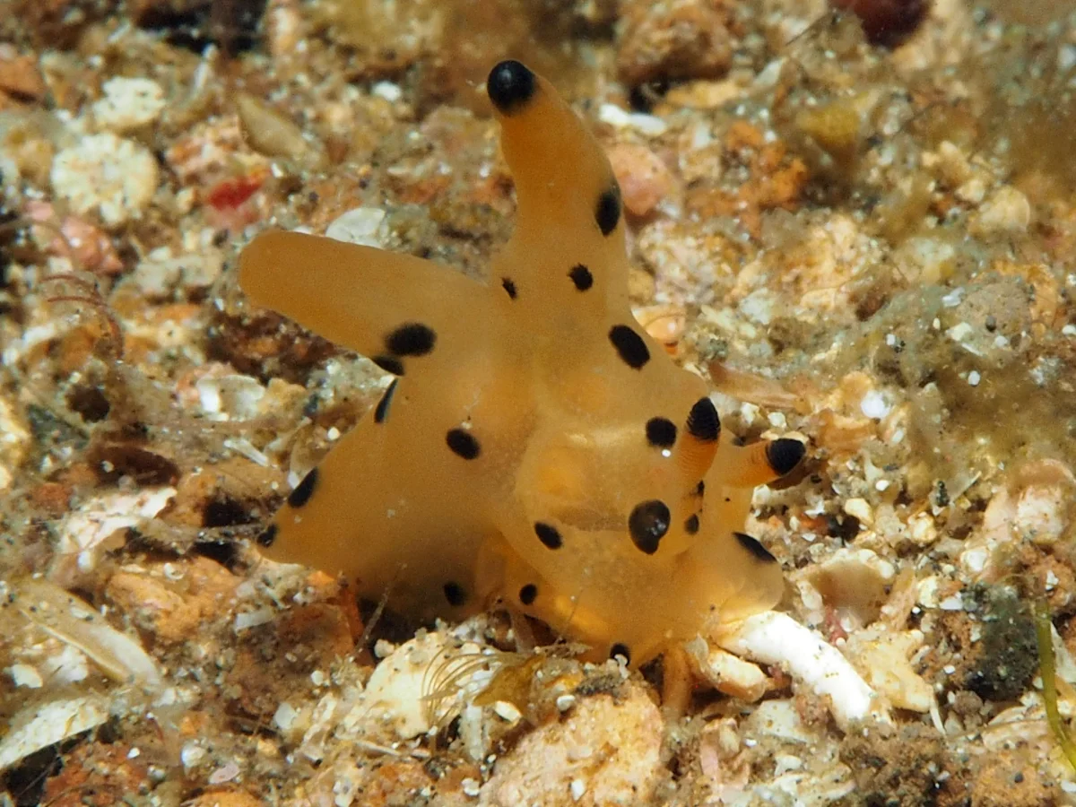 Thecacera sp